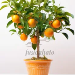 Kumquat Tree: dwarf ornamental kumquat tree Kentucky