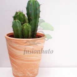 Cactus: emerald thorn mini cactus Kentucky