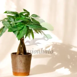 Money Tree: braided pachira aquatica money tree Kentucky